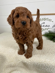 F1 Mini Goldendoodle Aspen Rex